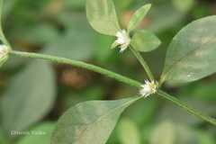 Alternanthera ficoidea
